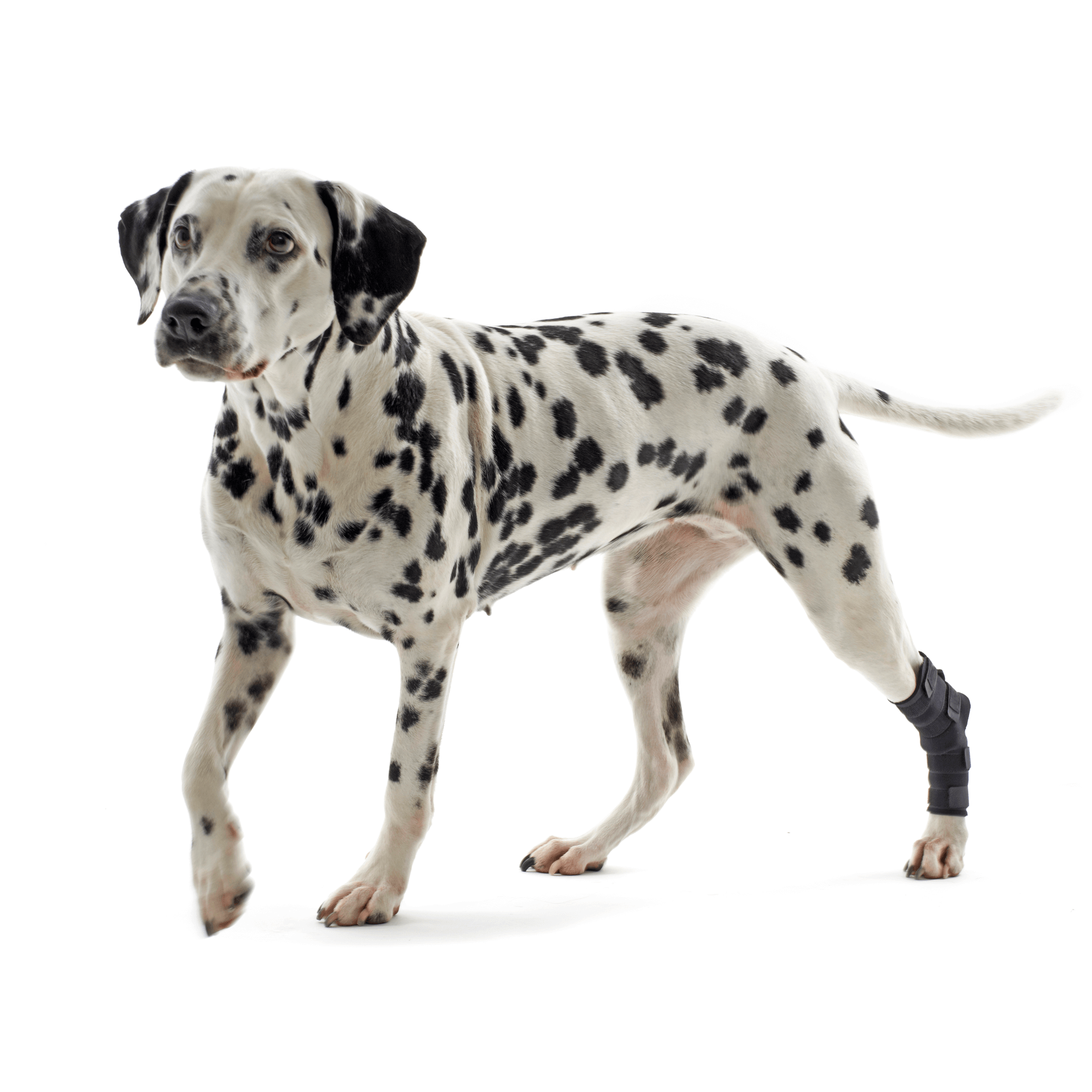 KRUUSE Rehab Sprunggelenkschutz, M